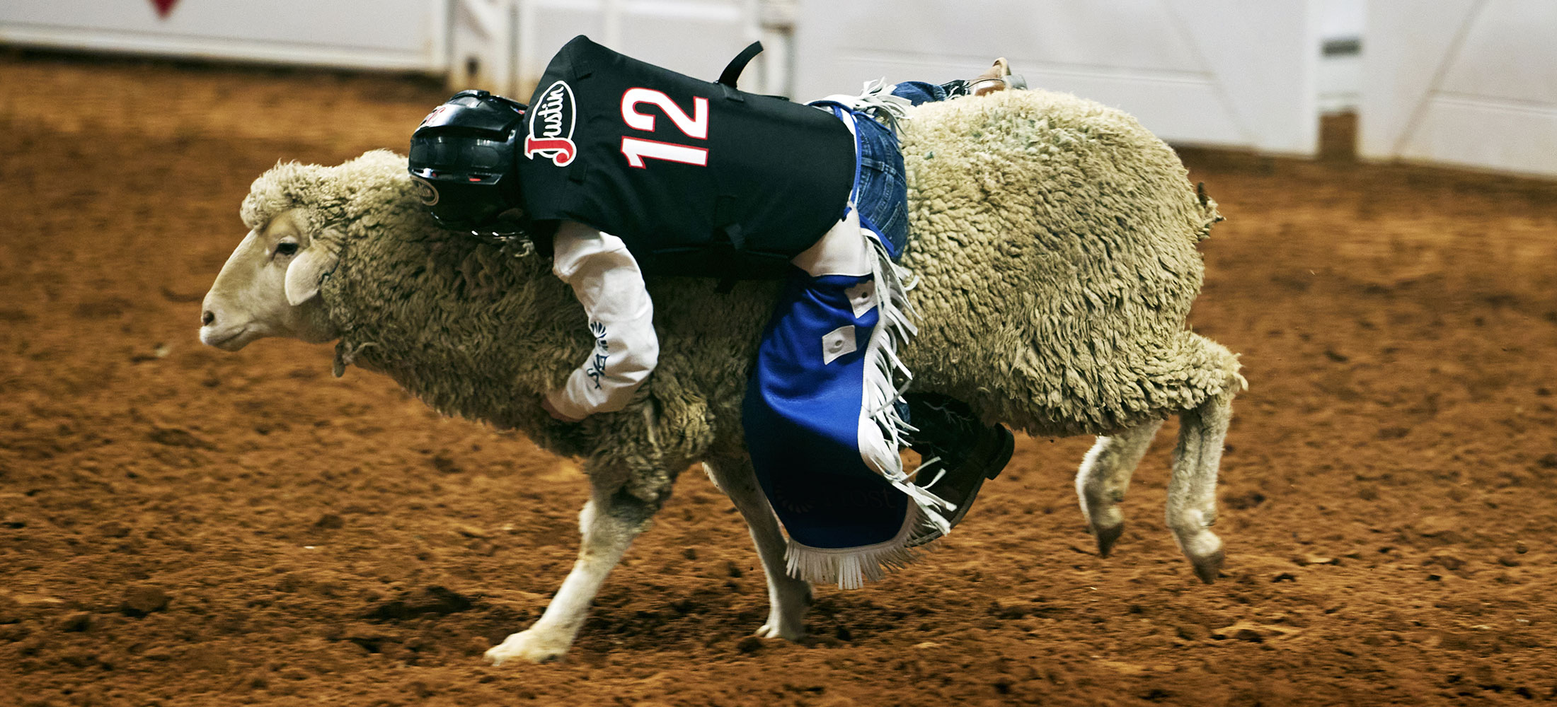 Kid holding onto a sheep competing in the event Mutton Bustin'